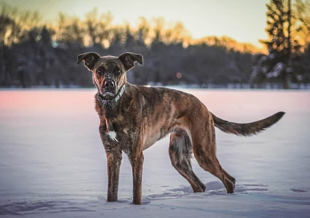 German Shepherd Boxer mix