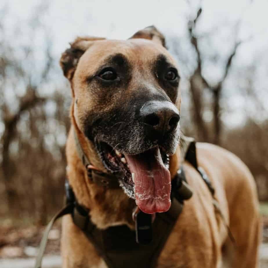 German shepherd mixed with boxer