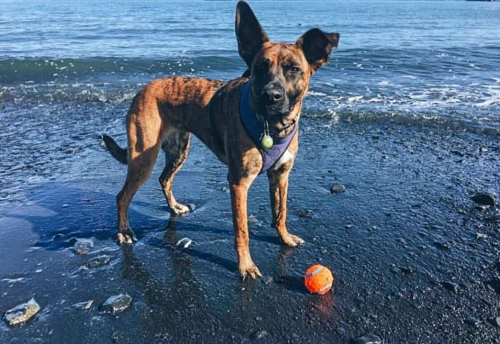 Boxer mixed with German Shepherd