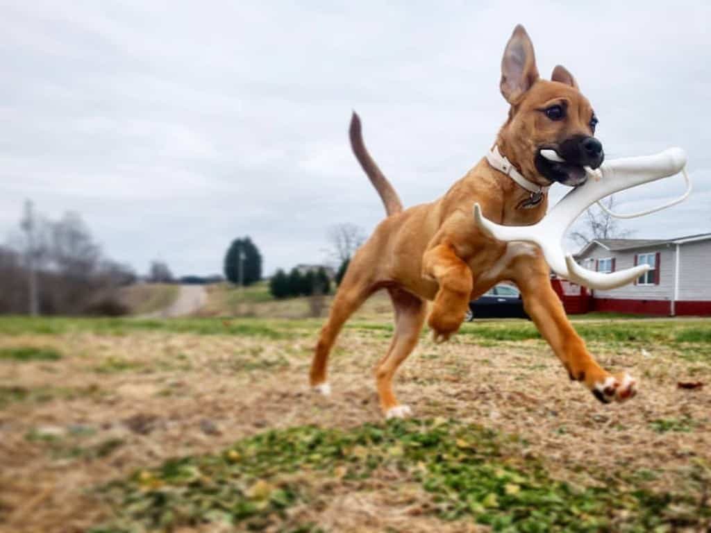 German Shepherd Boxer mix