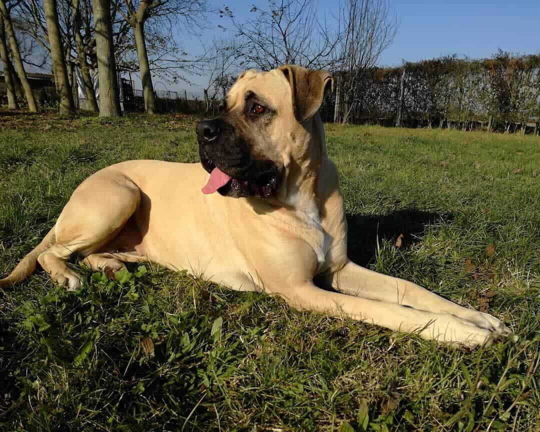 Mastiff Mixed With Boxer