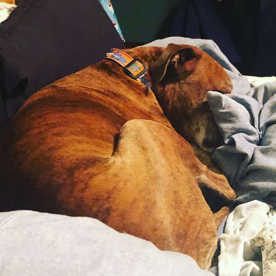 Boxer Crossed With Mastiff