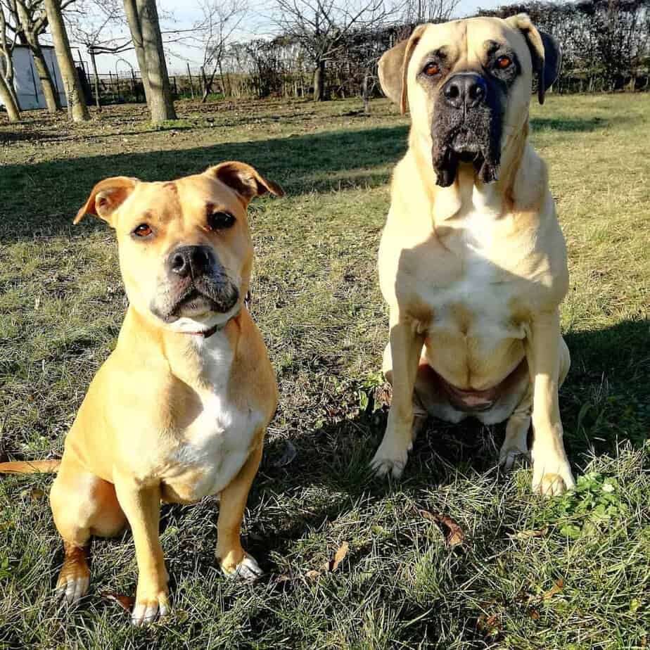 Boxer mixed with mastiff