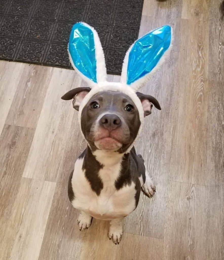 Pitbull boxer combination