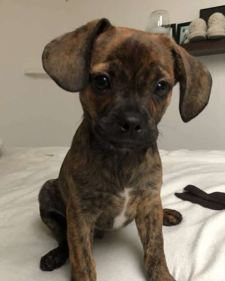 Pug and Boxer Mix