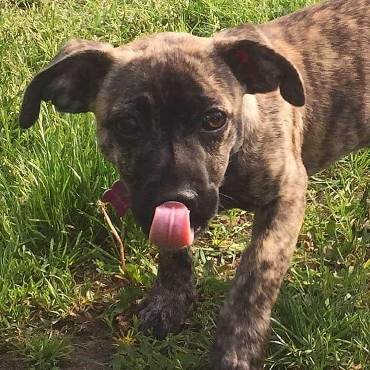 Pug mixed with boxer