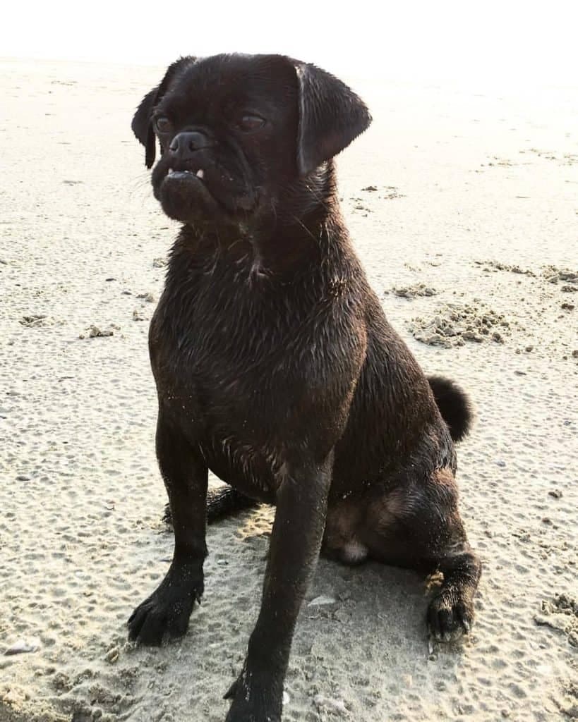 Boxer and Pug Mix