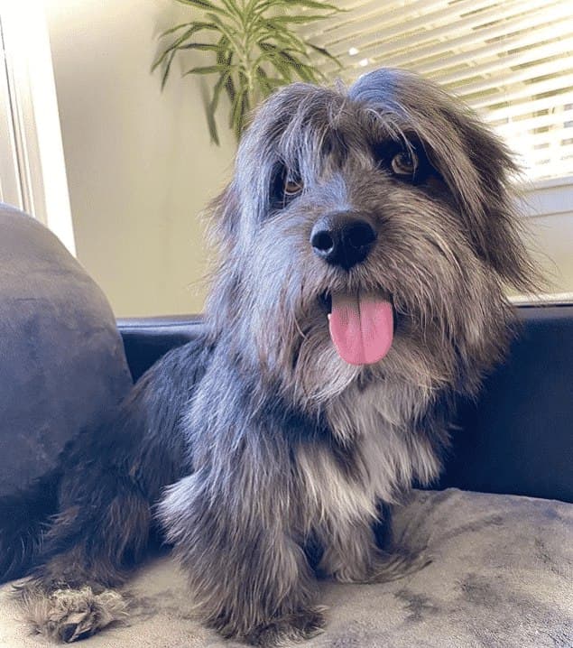Cairn terrier dachshund mix: an exotic name for a chill doggo