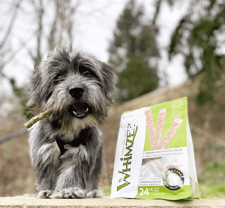 Cairn terrier dachshund mix: an exotic name for a chill doggo