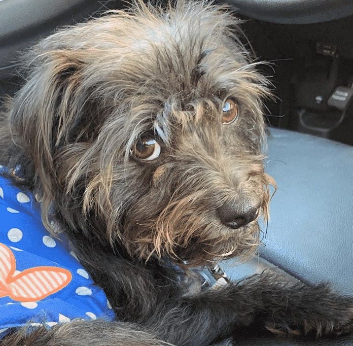 Cairn terrier dachshund mix: an exotic name for a chill doggo