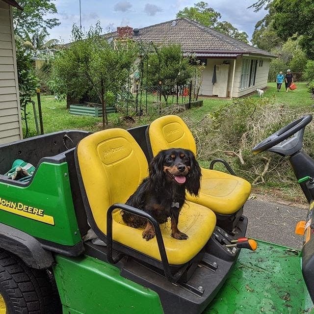 Cavalier king charles spaniel dachshund mix: a dashing dashalier