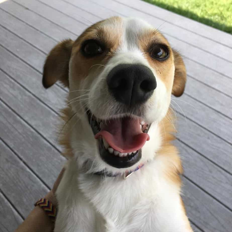 Chihuahua mixed with Beagle