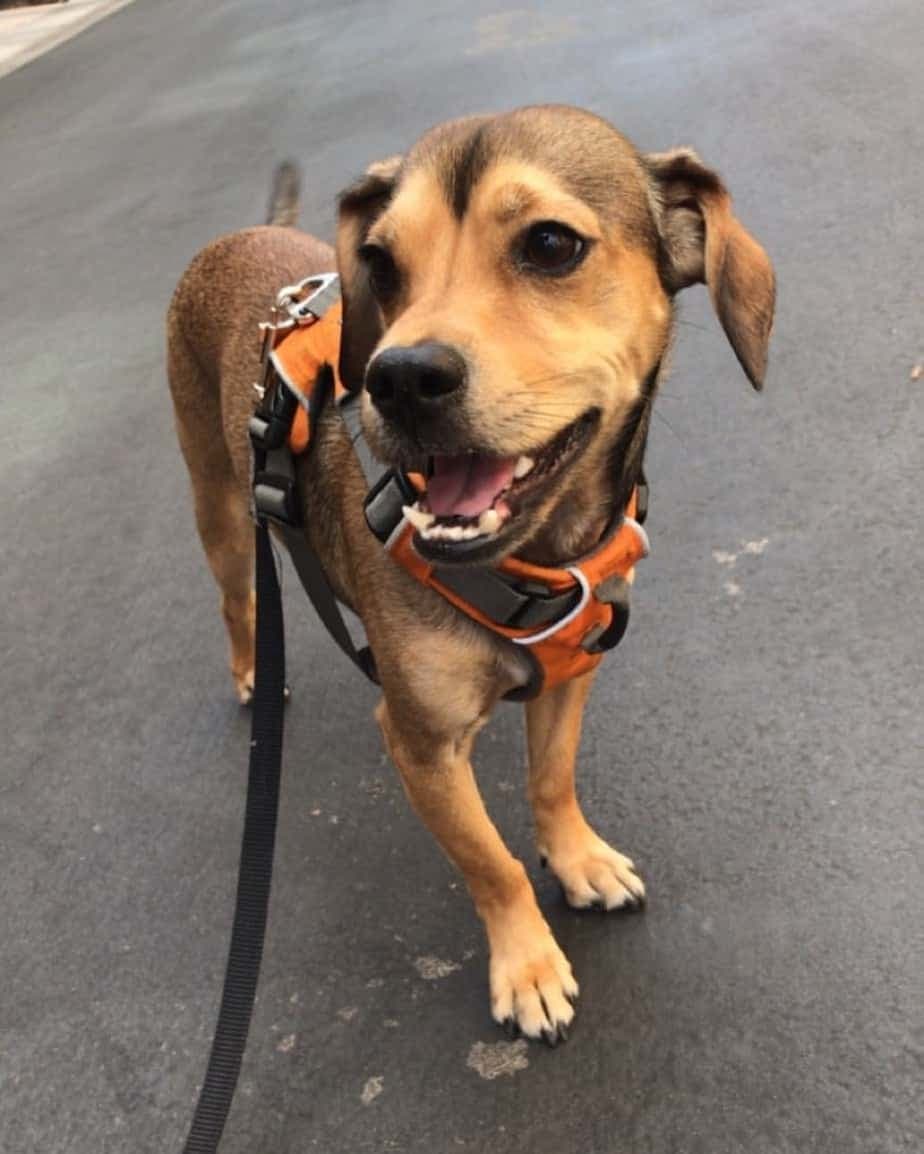 Beagle mixed with chihuahua