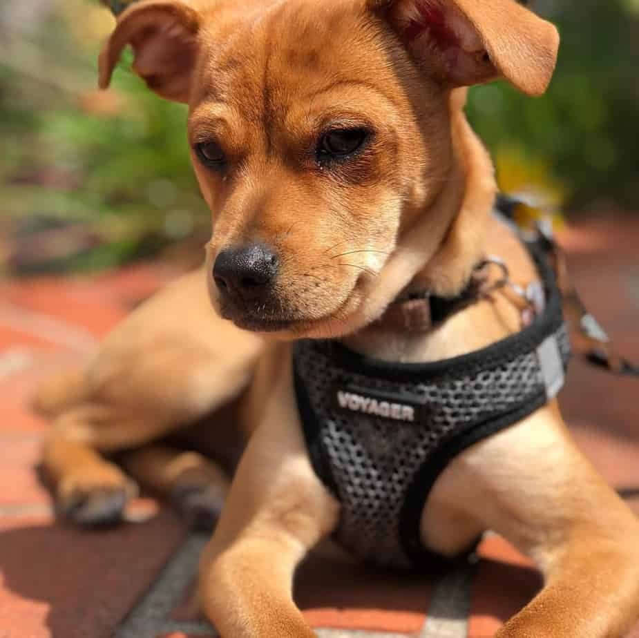 Chihuahua Beagles