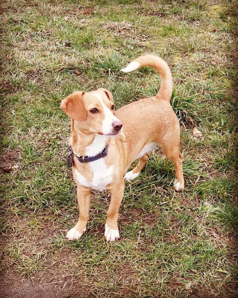 Chihuahua mixed with Beagle