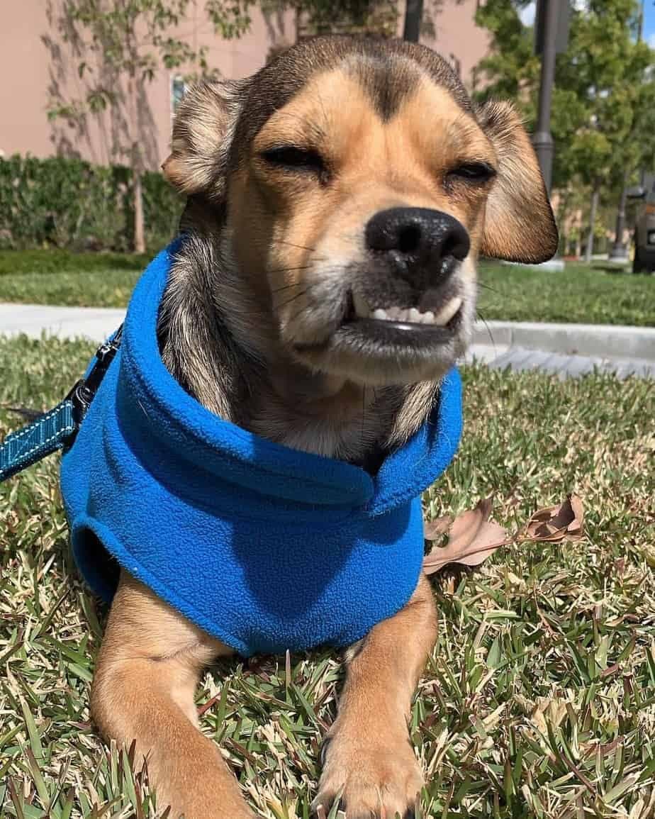 Beagle mixed with Chihuahua