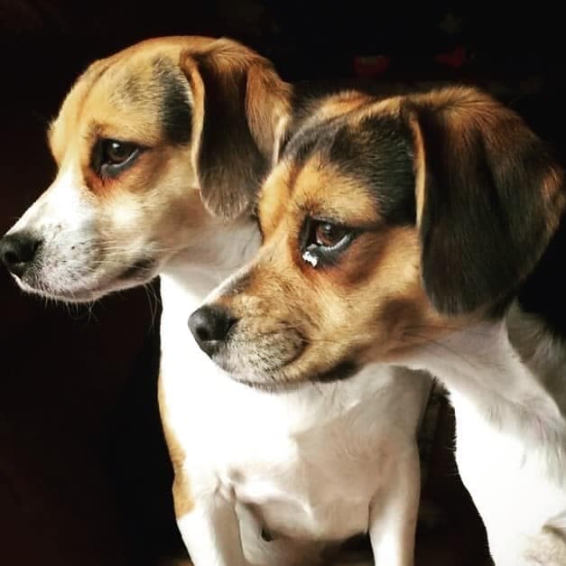 Chihuahua mixed with Beagle