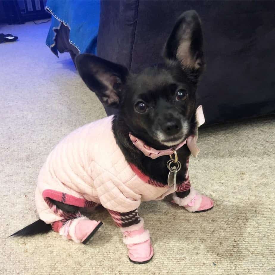 Corgi crossed with Chihuahua