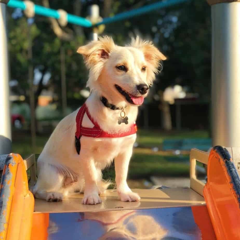 Corgi Chihuahua mix