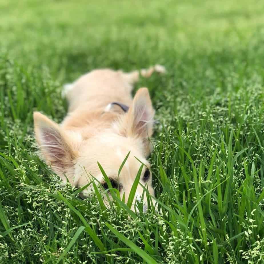 Corgi mixed with Chihuahua