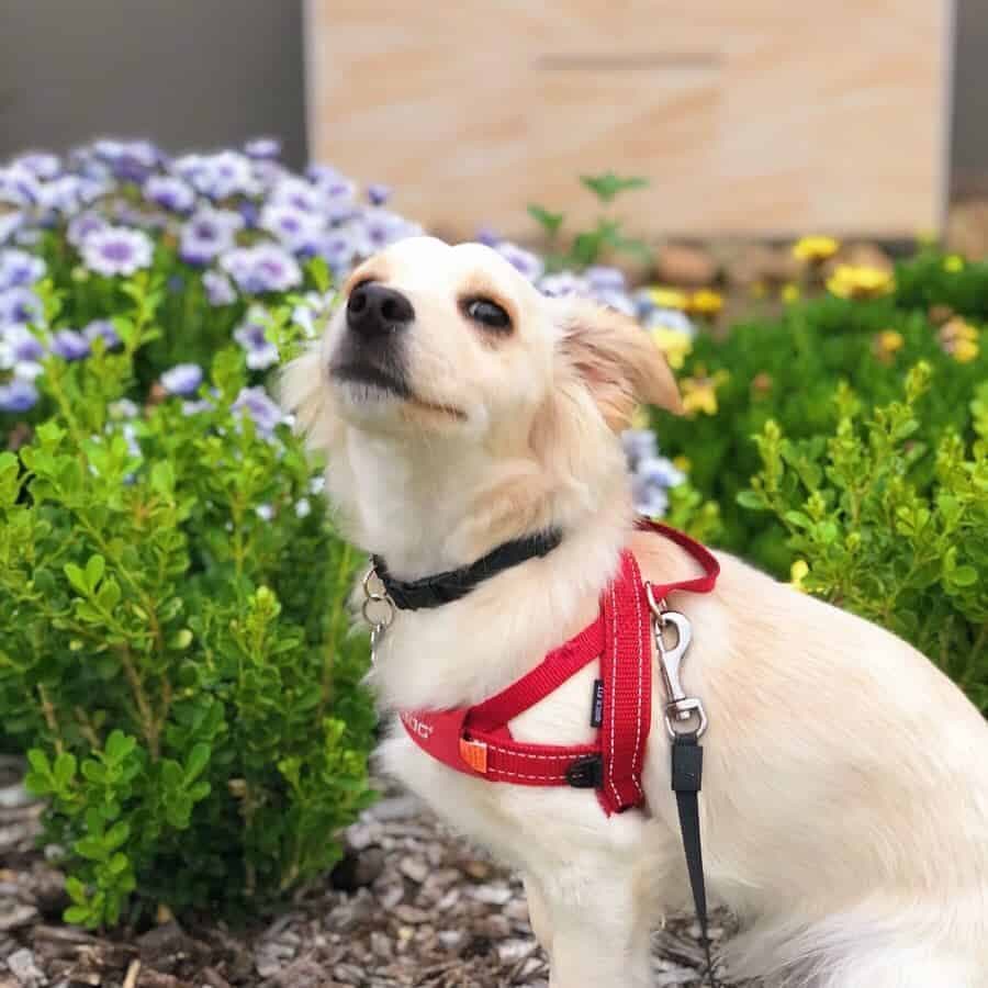 Corgi chihuahua hot sale mix price