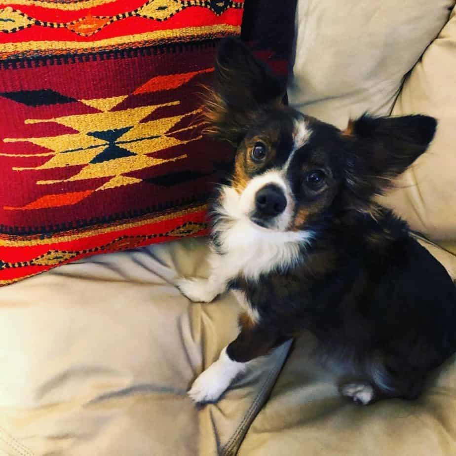 People Obsessed With Dachshund x Corgi Mix: 'What a Beautiful