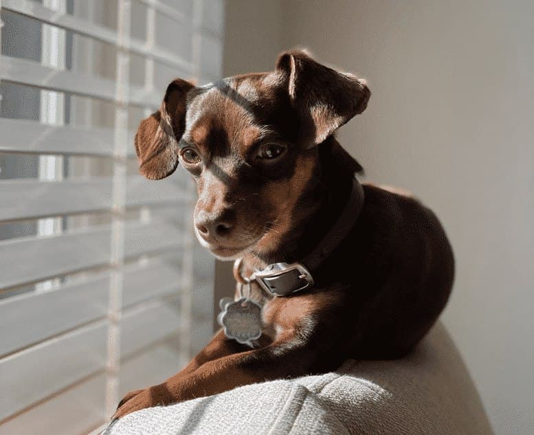 chihuahua dacshund mix