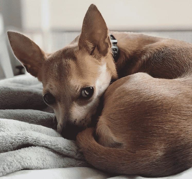 Dachshund chihuahua mix