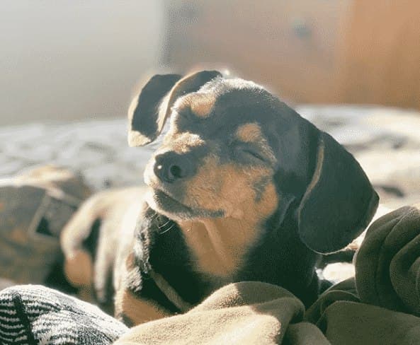 chihuahua dachshund mix puppies