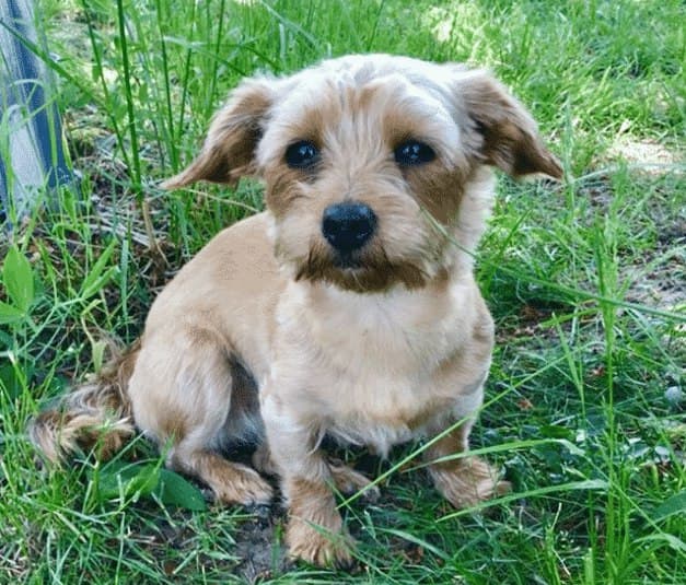 Chihuahua dachshund mix: the weenie chiweenie