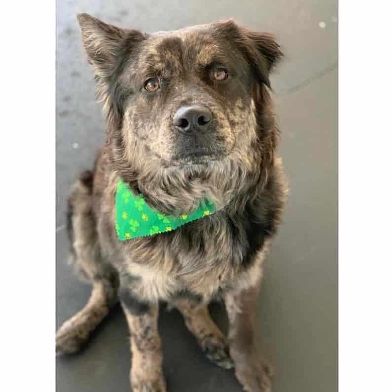 Labrador chow chow mix