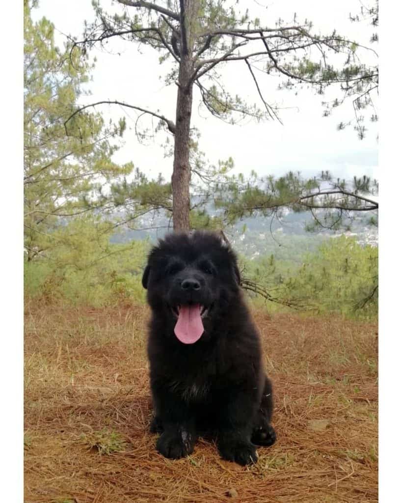 Chow Chow crossed with Labrador