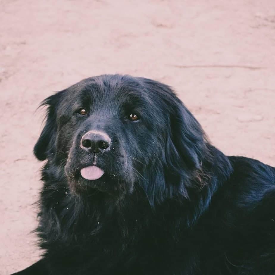 Chow Chow Labrador Mix