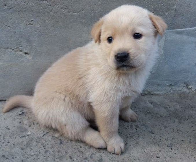Chow chow crossed with labrador