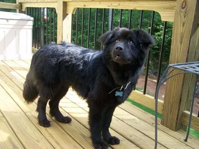 Labrador mixed with chow chow