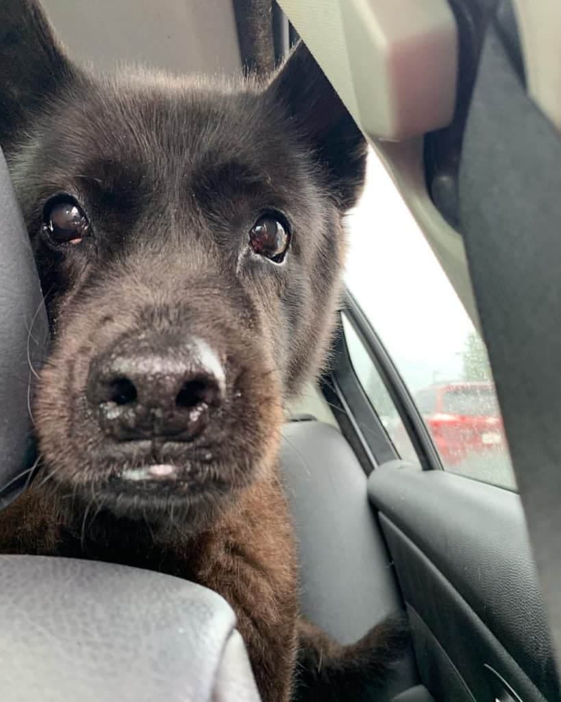 Labrador Chow Chow