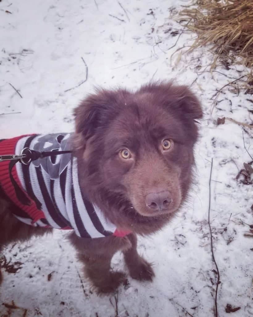 Labrador crossed with Chow Chow