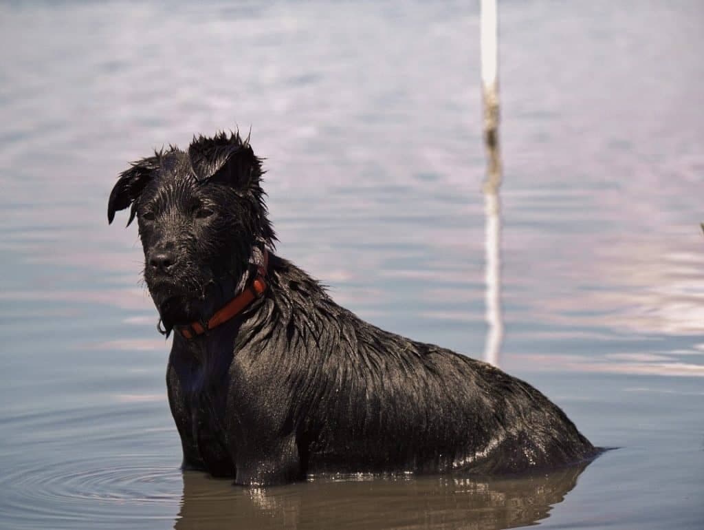 Chow chow labrador mix