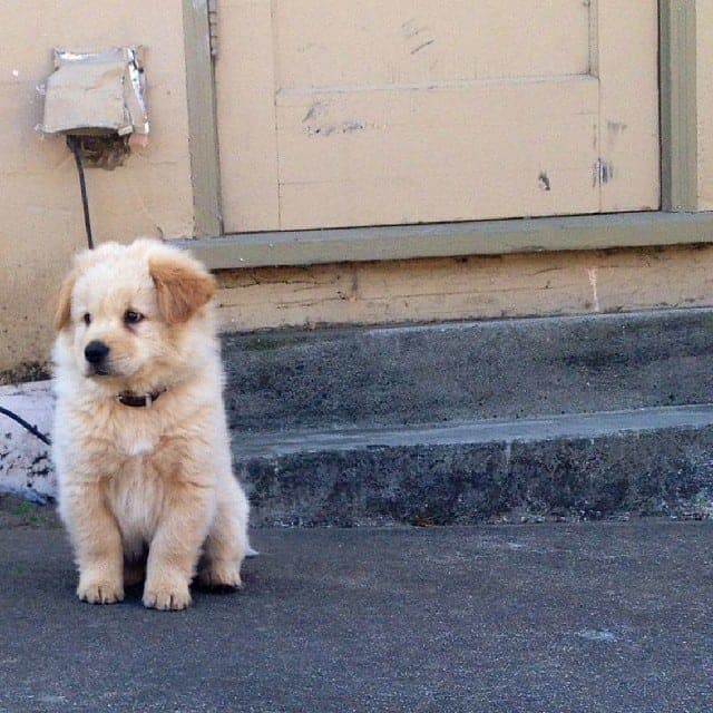 Chow chow labrador