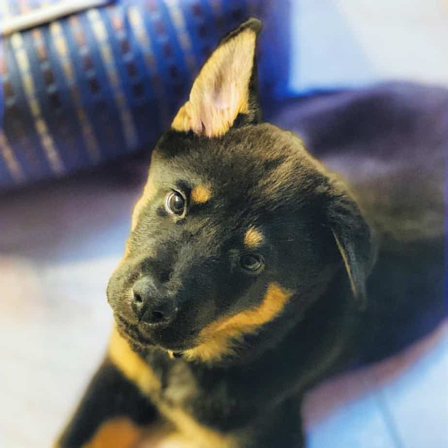 Chow German Shepherd Mix Facts