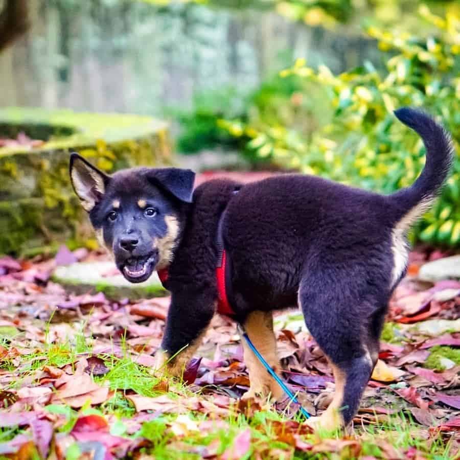 German Shepherd Chow crossbreed