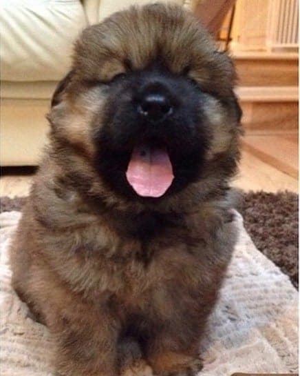 German shepherd chow crossbreed