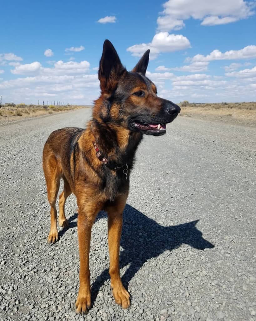 Chow Chow Shepherd crossbreed