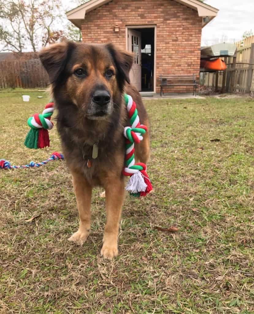 German Shepherd Chows