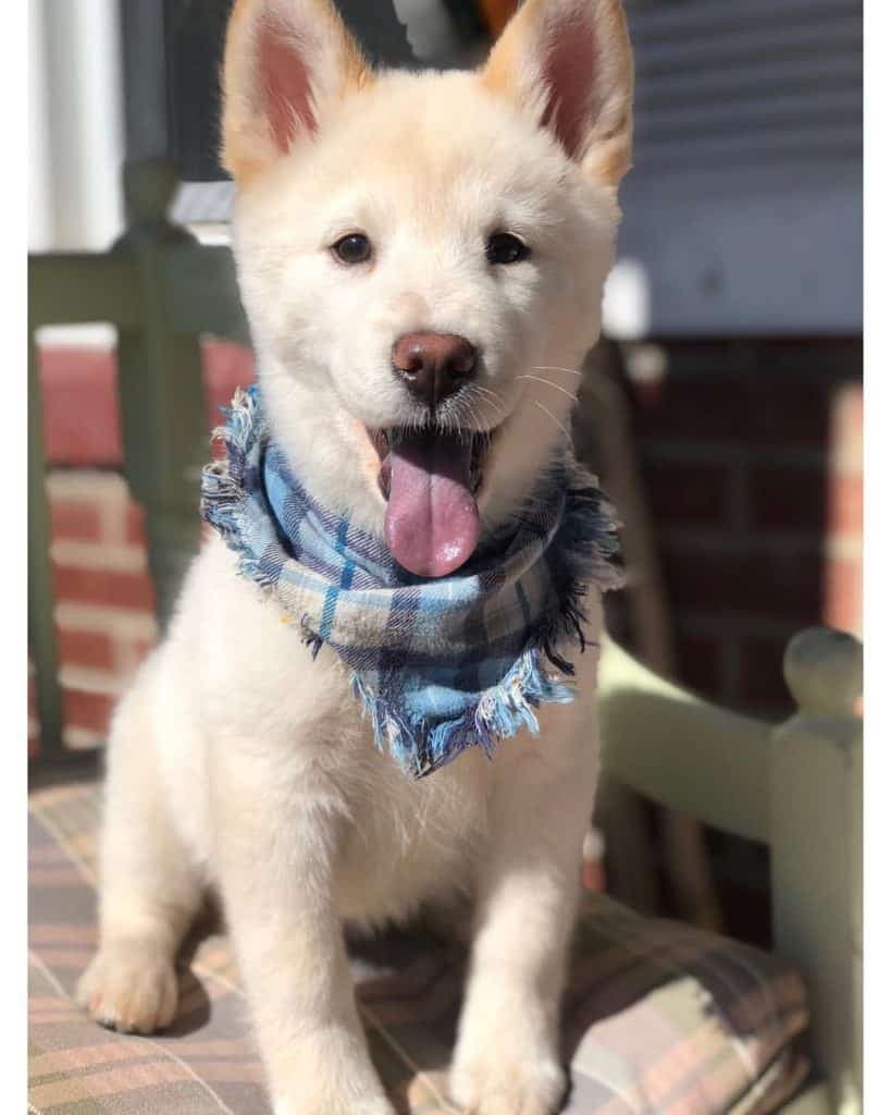 Chow Husky mix