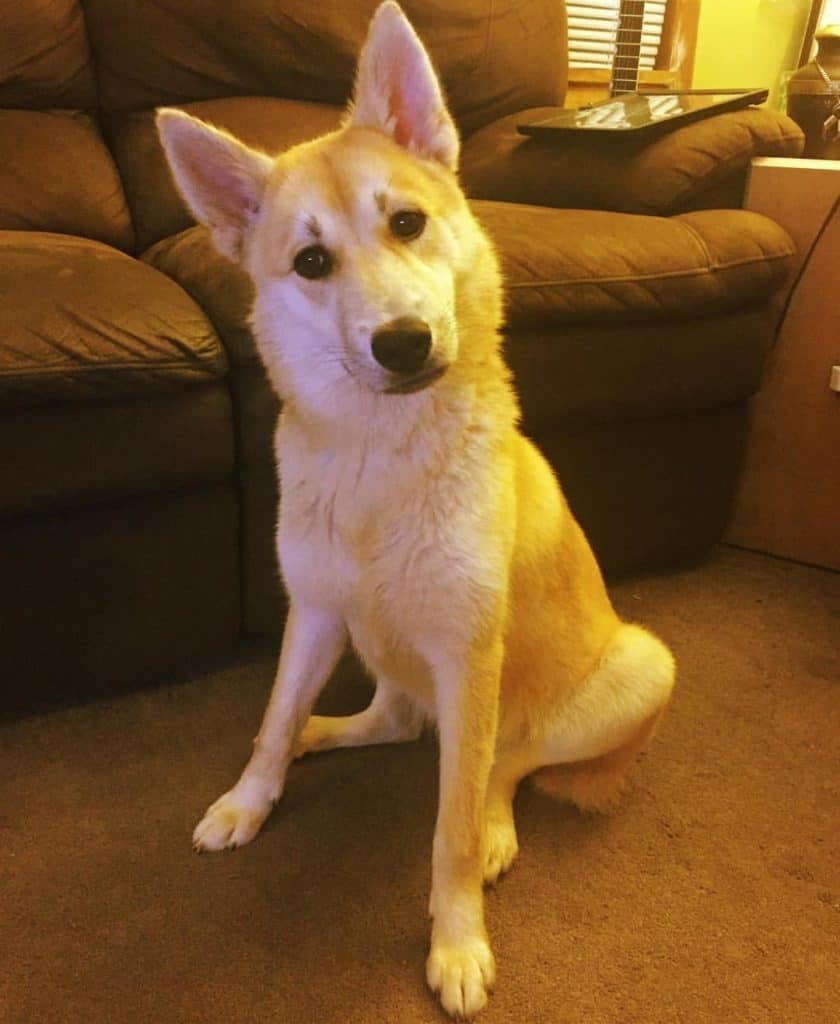 Chow husky hot sale mix puppy