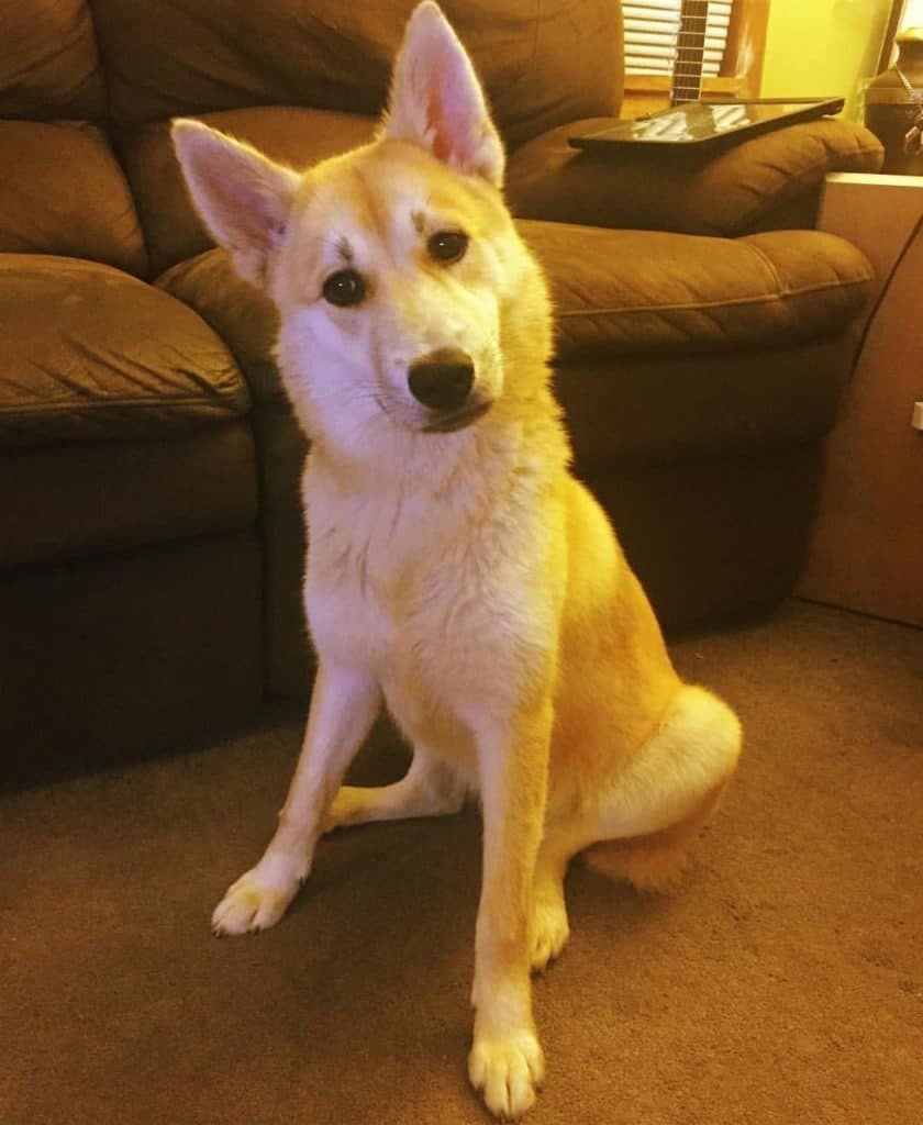 Husky chow mix