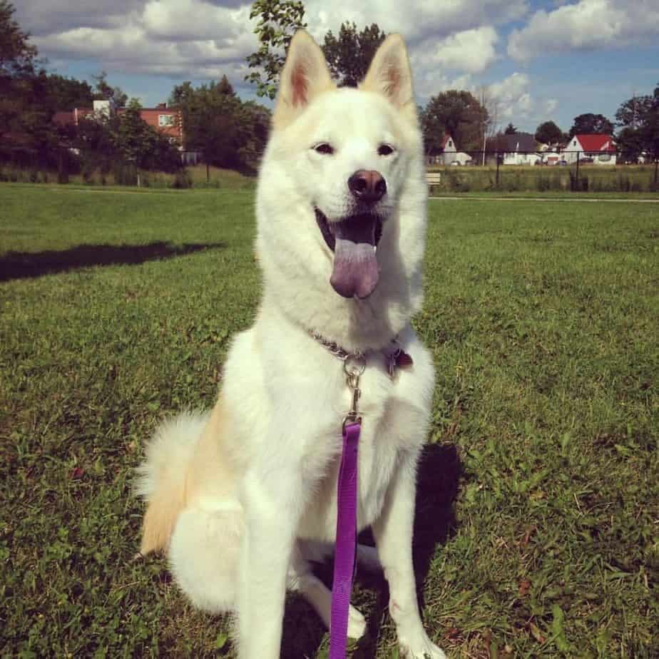 Husky crossed with chows