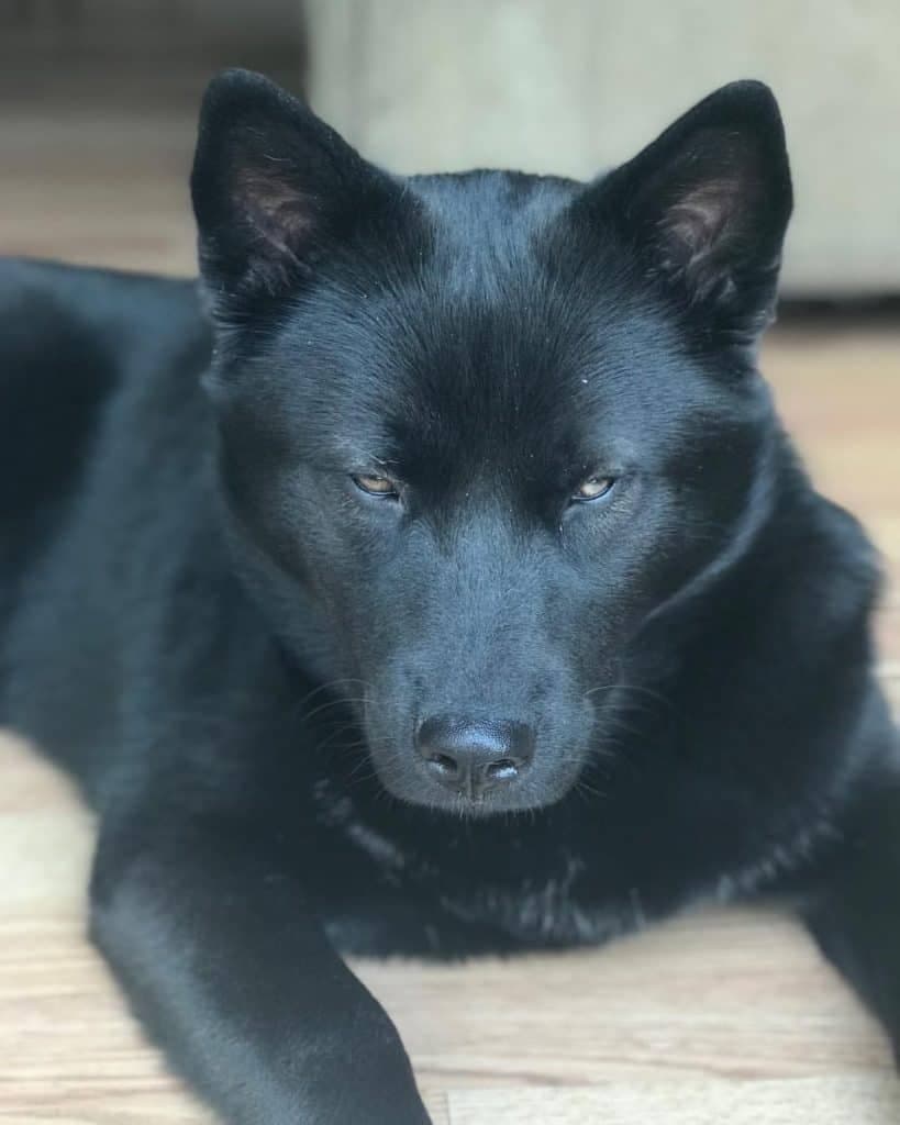 black chow husky mix