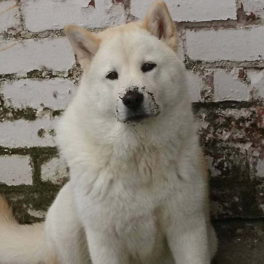 Chow mixed with husky